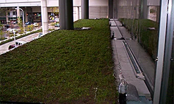 A planted green roof with irrigation lines running along it